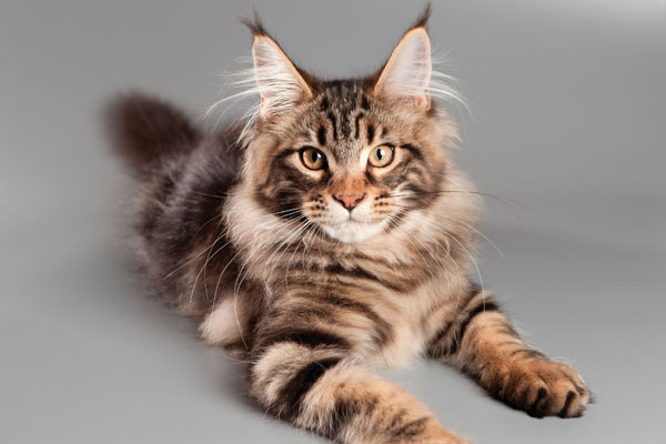 A Maine Coon.