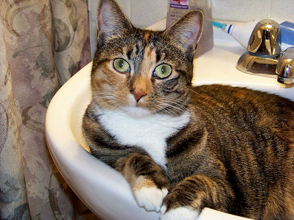 A cat in a bathroom sink.
