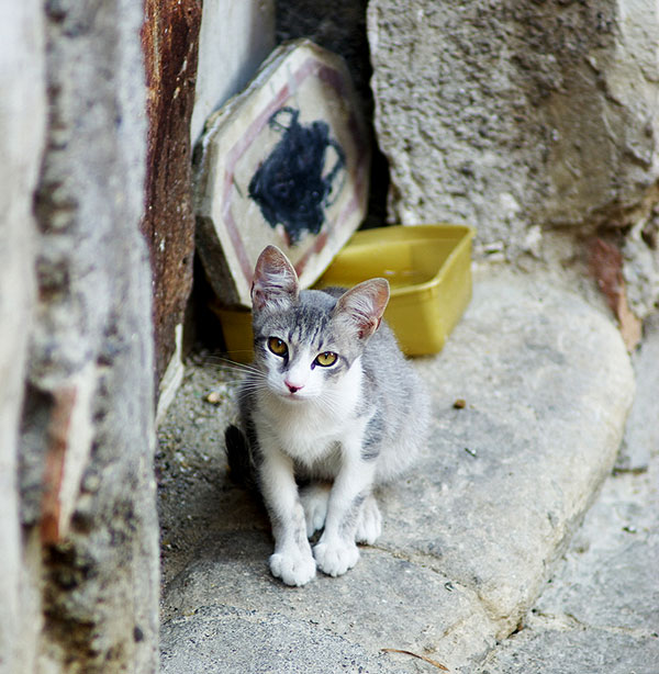 A gray and white cat outside.