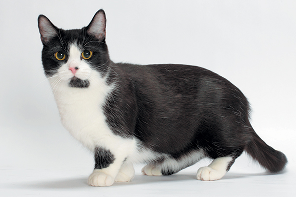 A black and white Munchkin cat.
