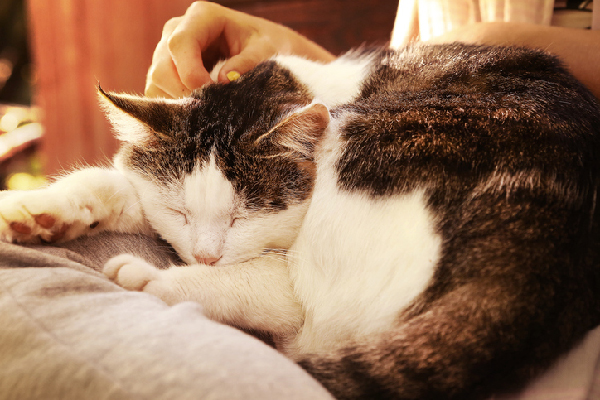 An older cat sleeping or lying down. 