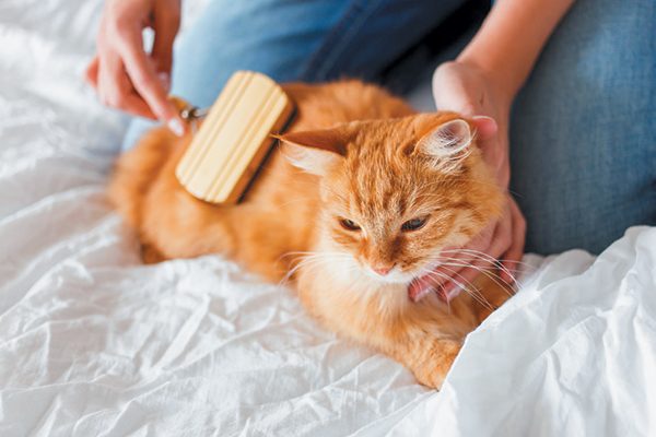 Help groom your senior cat where they can't reach. Photography by ©Aksenovko | Getty Images.