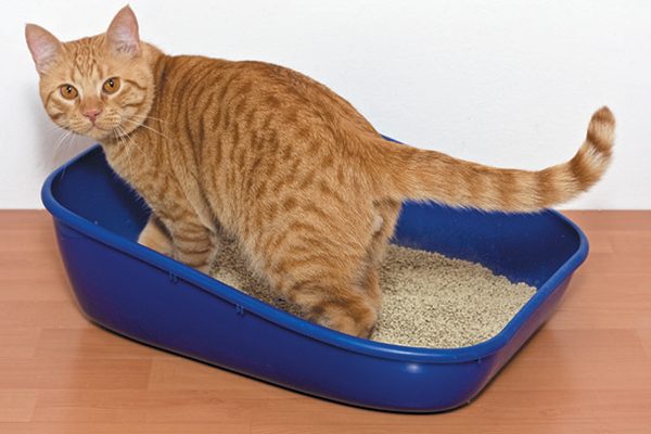 Look for ways to make the litter box more accessible for your senior cat. Photography by ©minoandriani | Getty Images.