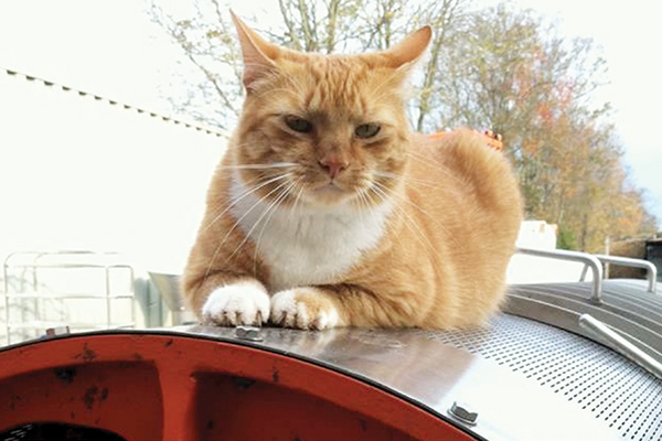 An orange cat on a wine barrel.