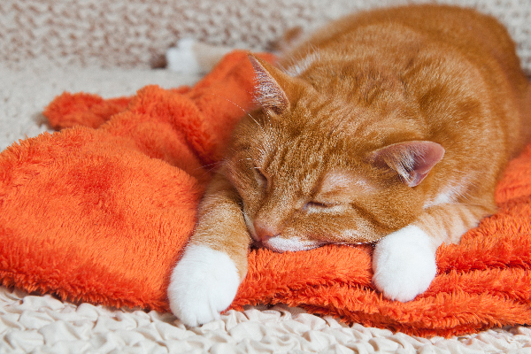 An orange tabby cat sick or asleep on a blanket.