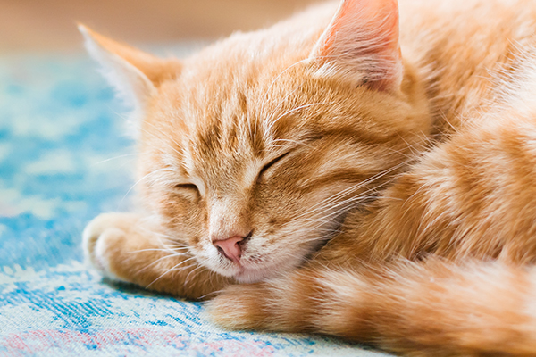 Why do cats sleep so much? An orange tabby cat sleeping with his eyes closed.