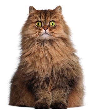 persian cat