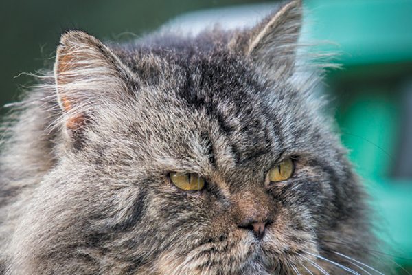 Older cats have problems grooming themselves properly. Photography ©CAHKT | Getty Images. 