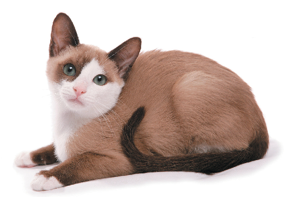 A Snowshoe cat.