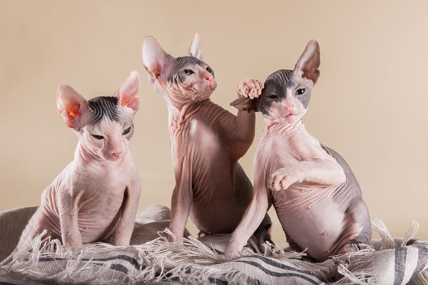 Sphynx kittens playing.