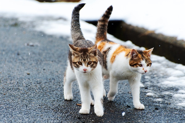 Two stray Calico kittens. Photography by Shutterstock.