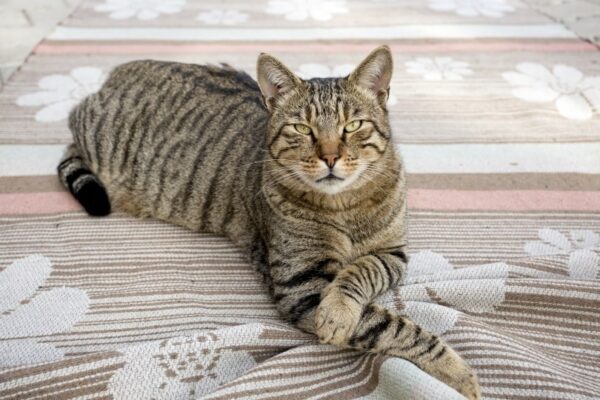 Mackerel tabby cat lying on the floor