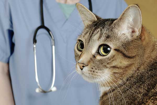 A large tabby cat at the vet. 