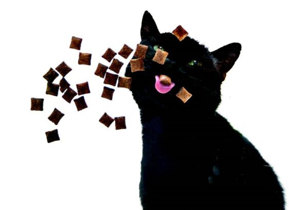 treats floating towards a hungry black cat. get tips on how to feed your cat.