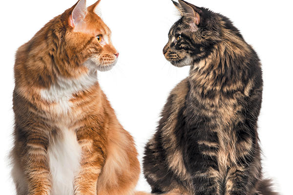 Verdicts vary among pet parents when deciding whether to use wet or dry cat food. Photography ©GlobalP | Getty Images.