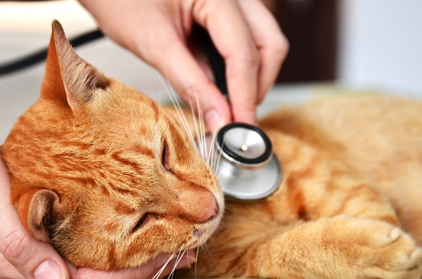 A vet listens to an orange tabby cat's heart.