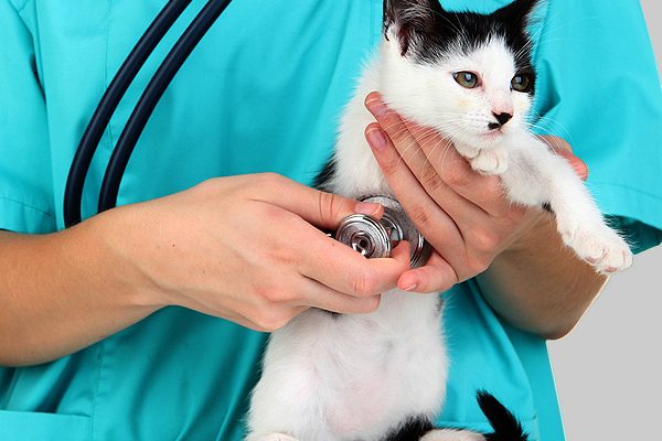 vet-new-kitten-spay-neuter.jpg