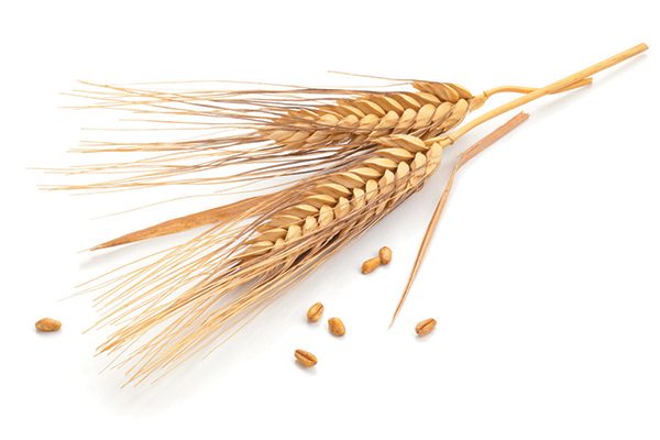 Wheat has a nice, natural smell as a form of natural cat litter. Photography ©Barcin | Getty Images.