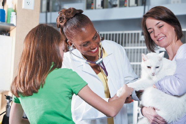 A white cat at the vet.