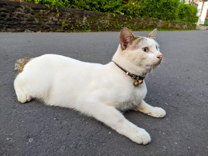 White Javanese Cat