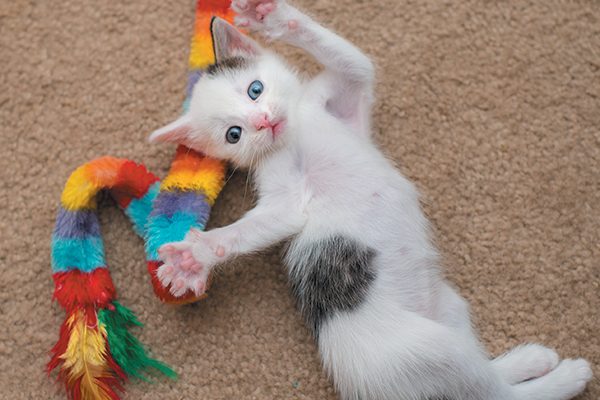 Kittens develop their renowned agility and sense of balance through play. Photography ©Casey Elise Photography.