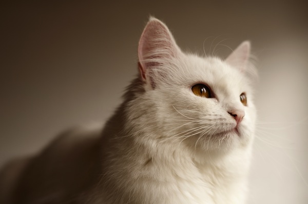 A white Persian cat.