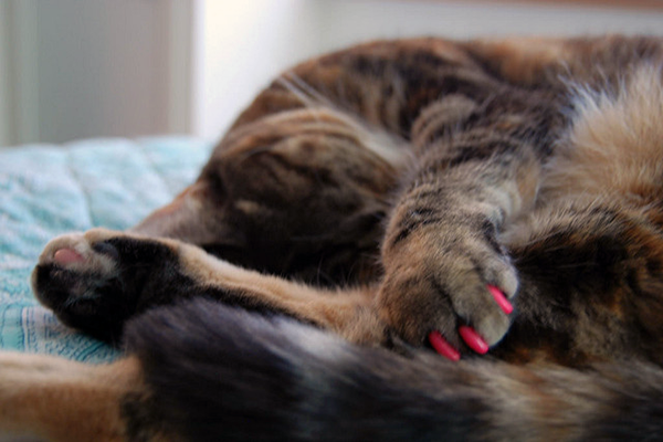 A tabby cat with pink Soft Paws nail caps.