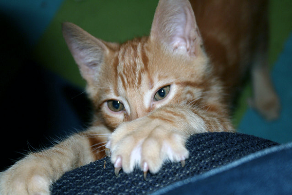 An orange kitten scratching on a piece of furniture.