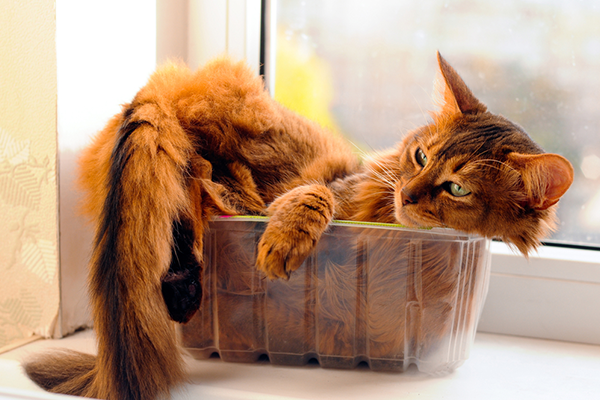 A ruddy Somali inside a small plastic fruit box.