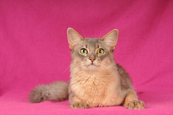 Blue Somali against a pink background