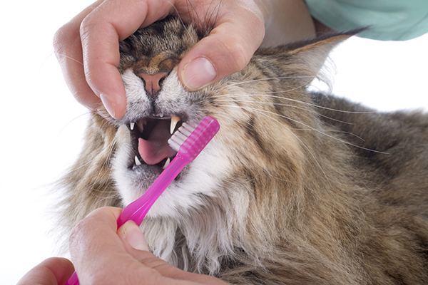 A cat having his teeth brushed