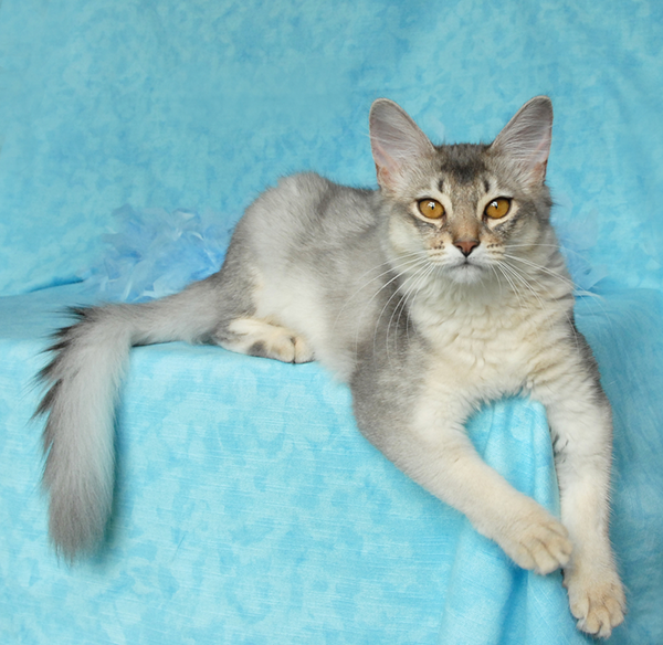 Silver Somali against a pale-blue background