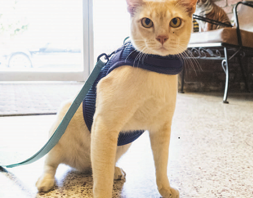 teach your cat to wear a harness
